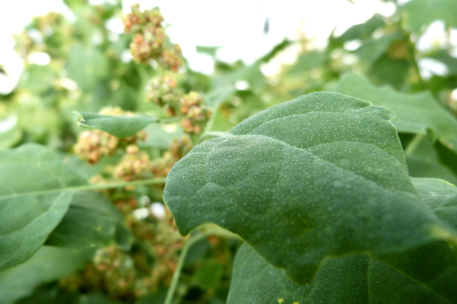 The facultative halophyte Chenopodium quinoa, for example, is naturally protected from damage caused by salt stress. (Photo: Turcios)
