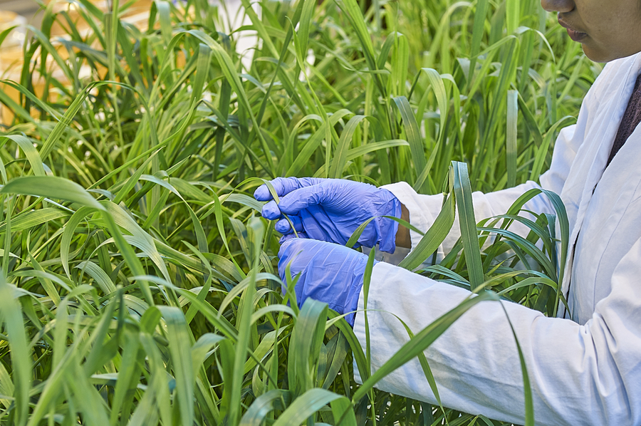 Um Daten für KI-Modelle zu gewinnen, führen Wissenschaftler am IAPN Versuche an Weizenpflanzen durch, die unterschiedlich mit Nährstoffen versorgt sind. (Foto: K+S)