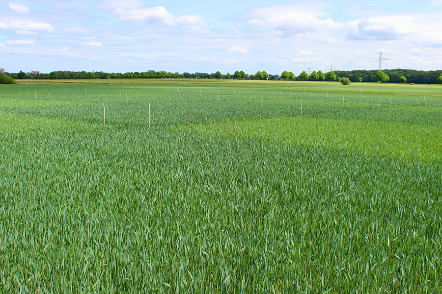 Fernerkundungsversuch mit Dinkel auf einem Feld in Ahlten bei Hannover, das einen von Natur aus niedrigen Magnesiumgehalt aufweist. (Foto: Cabrita)