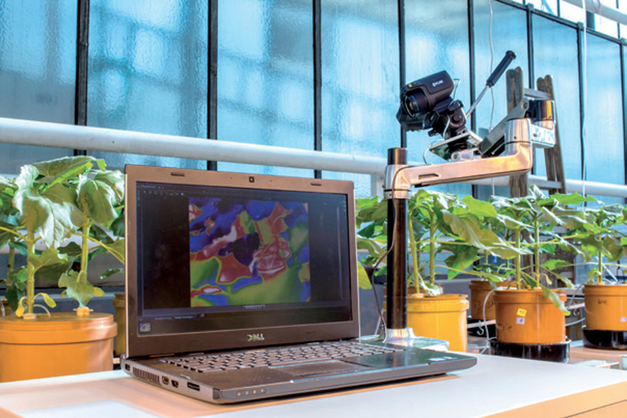 Non-destructive evaluation of sunflower leaf temperature by thermal imaging in the IAPN greenhouse. (Photo: B. Jákli)