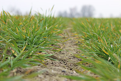 Auswirkungen der Magnesiumversorgung auf die Photosynthese- und Wassernutzungseffizienz in Weizen, der unter Trockenstress leidet | Projektbericht