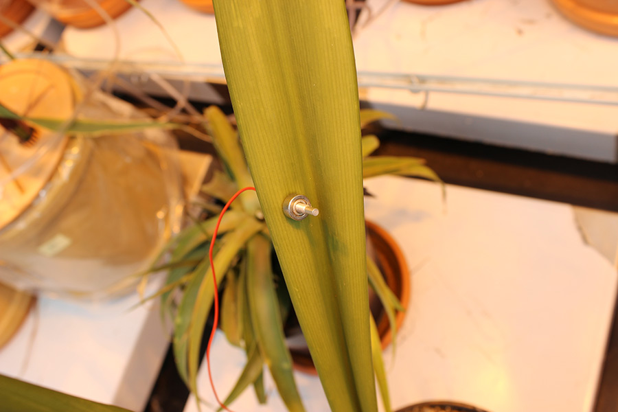 LPCP-Sensor am Blatt einer Ritterstern-Pflanze. (Foto: Cabrita)