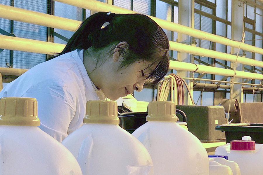 Doktorandin Tingting Liu erfasst Messergebnisse ihrer Vor-Experimente im Gewächshaus. (Foto: Xi)